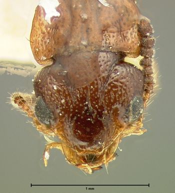 Media type: image;   Entomology 6555 Aspect: head dorsal view